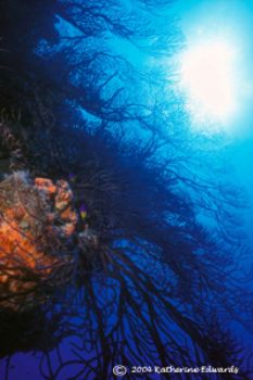 deep water gorgonians in Little San Salvador with Nikonos... by Katherine Edwards 